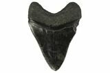 Fossil Megalodon Tooth - Polished Blade #130744-2